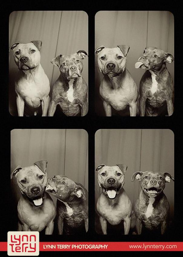 pit-bull-photo-booth-love-1