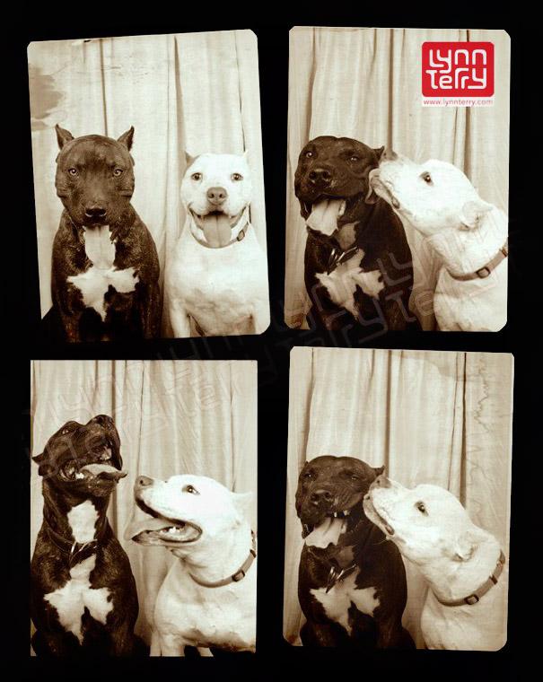 pit-bull-photo-booth-love-2