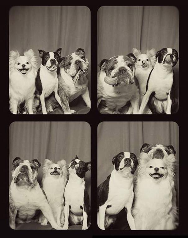 pit-bull-photo-booth-love-3