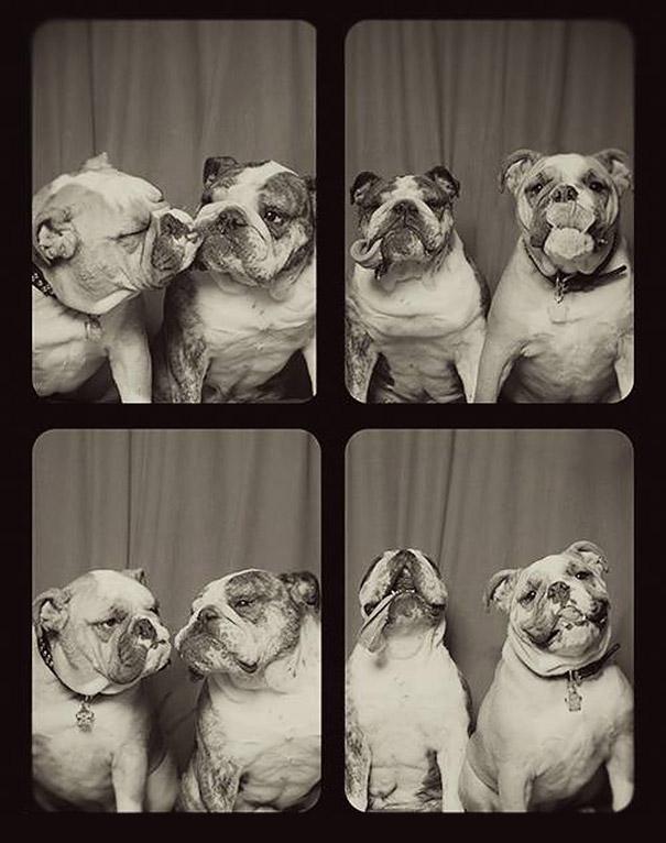 pit-bull-photo-booth-love-4