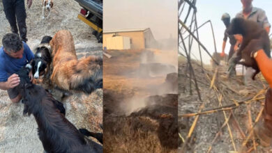 Das cinzas nasceu um milagre: A cadela Nina salvou os seus cinco bebés. As imagens do momento