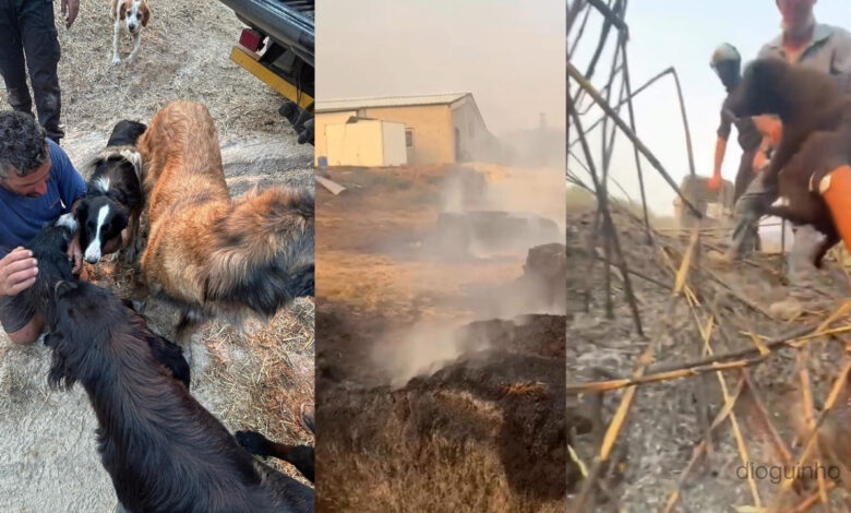 Das cinzas nasceu um milagre: A cadela Nina salvou os seus cinco bebés. As imagens do momento
