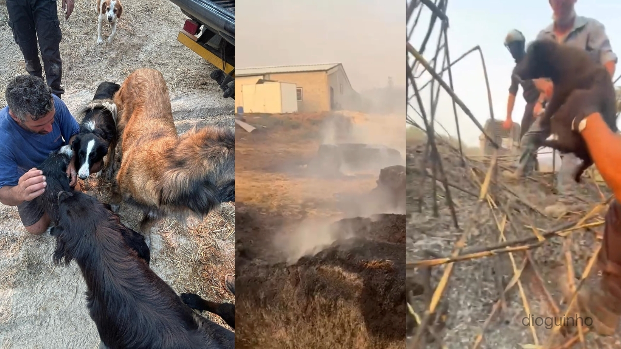 Das cinzas nasceu um milagre: A cadela Nina salvou os seus cinco bebés. As imagens do momento