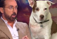 Morreu Maria Francisca, a cadela que conquistou o "Big Brother VIP"