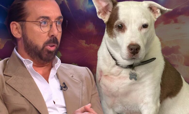 Morreu Maria Francisca, a cadela que conquistou o "Big Brother VIP"