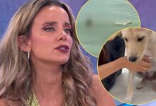 Psicóloga alerta para "distúrbio emocional" de menor que tentou afogar cão em Lisboa