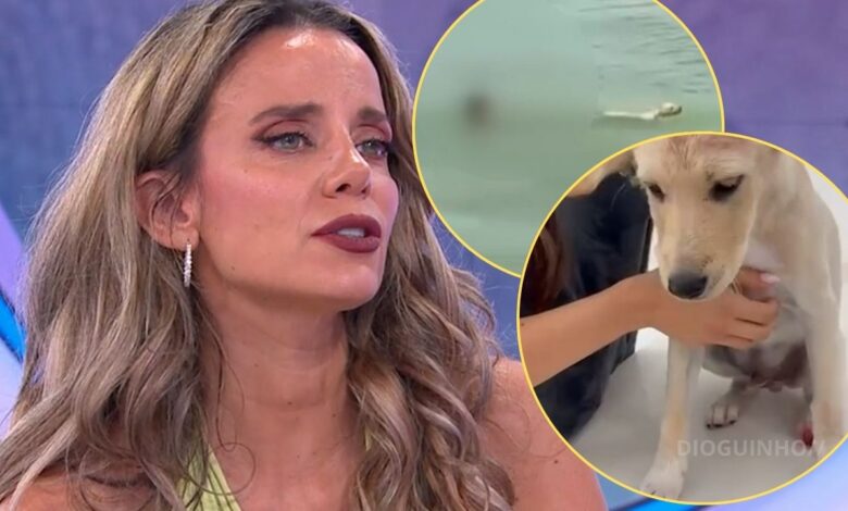 Psicóloga alerta para "distúrbio emocional" de menor que tentou afogar cão em Lisboa