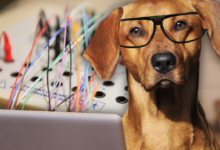 A linguagem humana molda o cérebro dos cães: A revelação de investigadores húngaros na «Science»