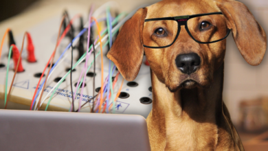 A linguagem humana molda o cérebro dos cães: A revelação de investigadores húngaros na «Science»