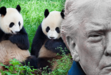 A arma secreta de Xi Jinping: O verdadeiro motivo do envio de pandas para Donald Trump