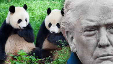 A arma secreta de Xi Jinping: O verdadeiro motivo do envio de pandas para Donald Trump