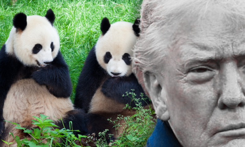 A arma secreta de Xi Jinping: O verdadeiro motivo do envio de pandas para Donald Trump